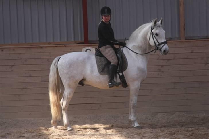  de smukke lipizzaner - Felix og mig.
Ja jeg ligner en kloven :) billede 15