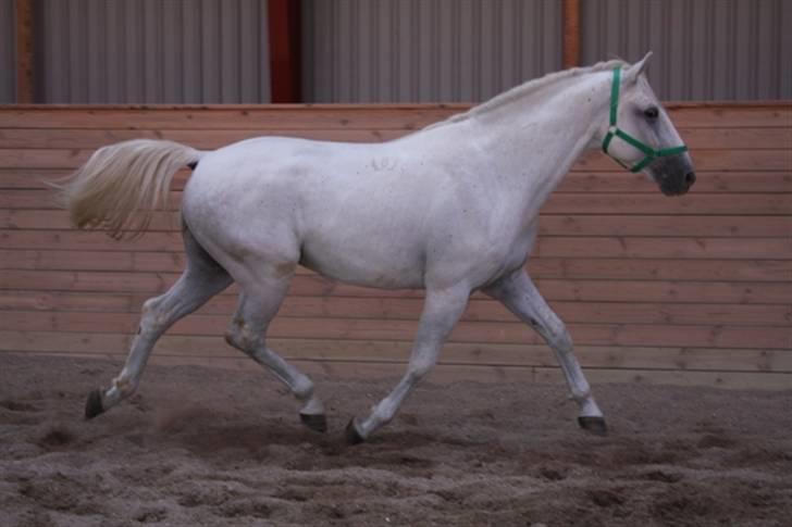  de smukke lipizzaner - Fokusz billede 16
