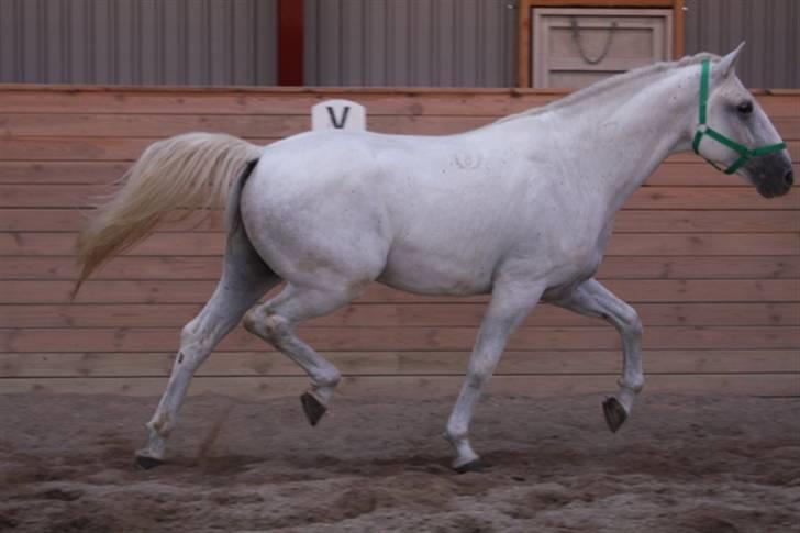  de smukke lipizzaner - Fokusz billede 17