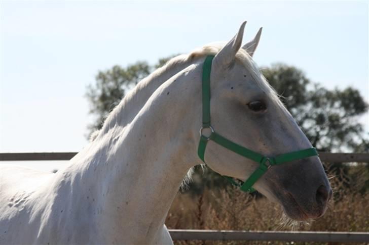  de smukke lipizzaner - Fokusz billede 18