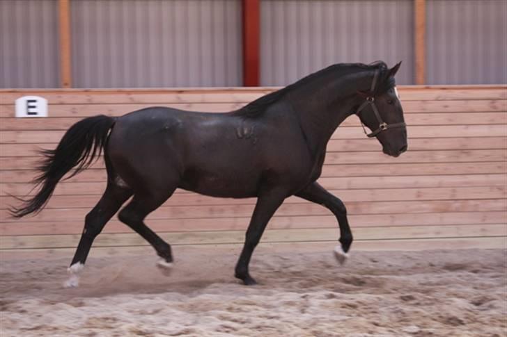  de smukke lipizzaner - Kenzo billede 19