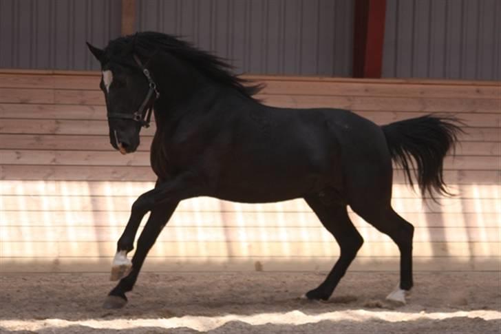  de smukke lipizzaner - Kenzo billede 20