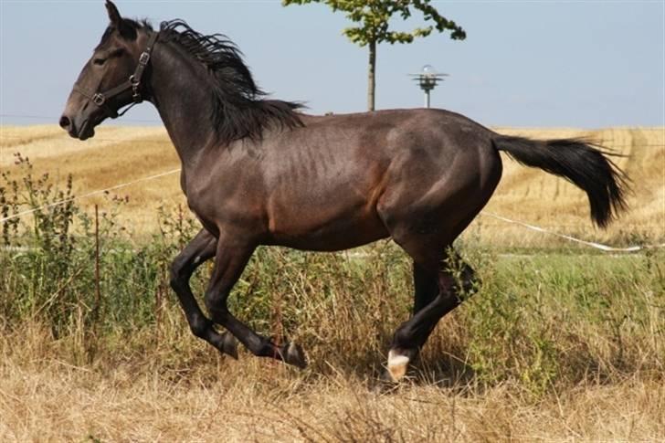  de smukke lipizzaner - Krabbe billede 21