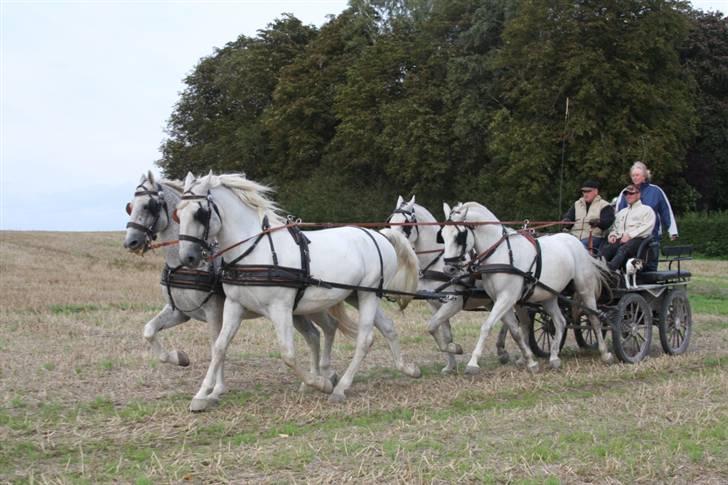  de smukke lipizzaner - Kusk Lars. Rudolfo, Nemo, Fresco og Tulipan billede 22