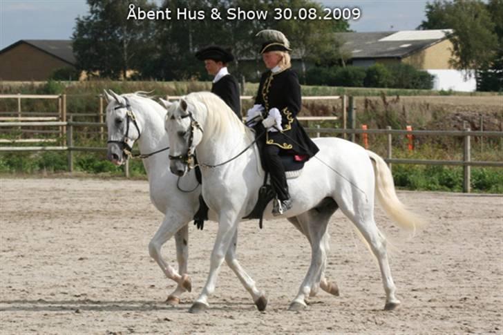  de smukke lipizzaner - Karen og Lise på Ivanko og Betalko billede 23