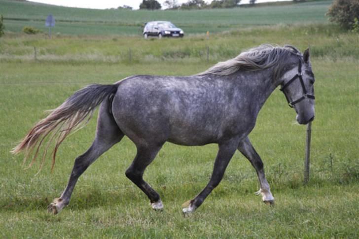  de smukke lipizzaner - Medea billede 24