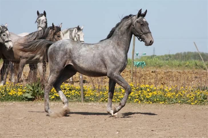  de smukke lipizzaner - Napoli billede 25
