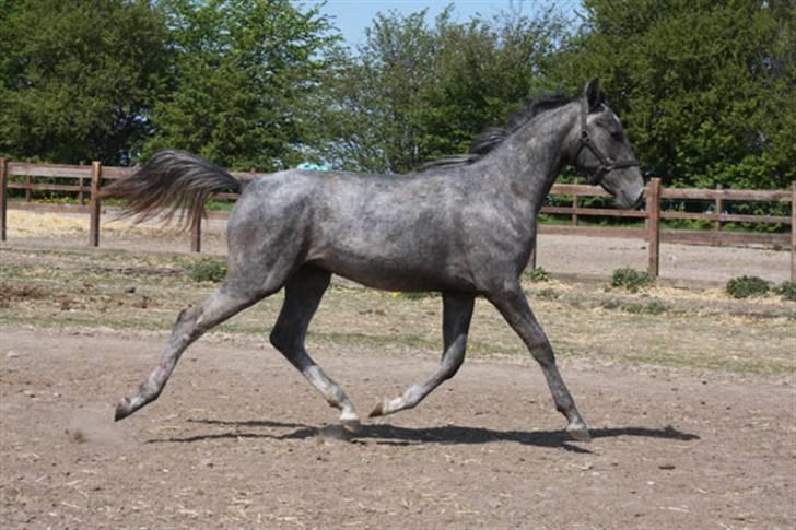  de smukke lipizzaner - Napoli billede 26