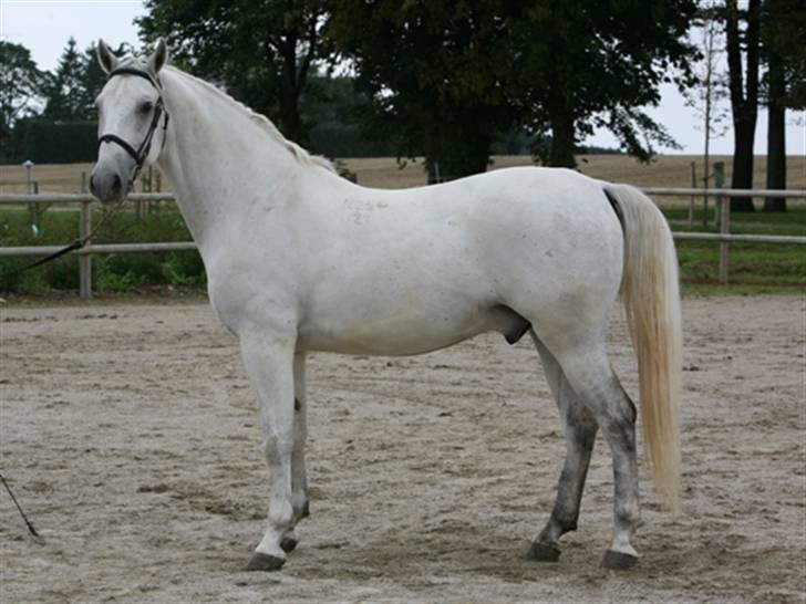  de smukke lipizzaner - Nemo billede 27