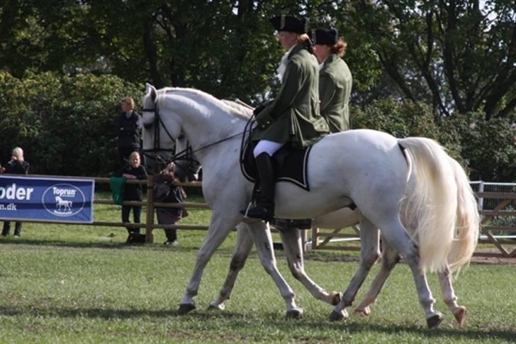  de smukke lipizzaner - Nemo og June billede 28