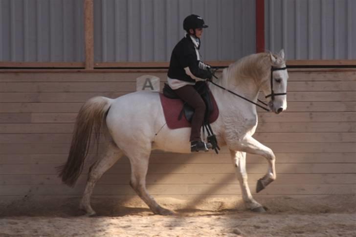  de smukke lipizzaner - Nemo og Karen billede 29