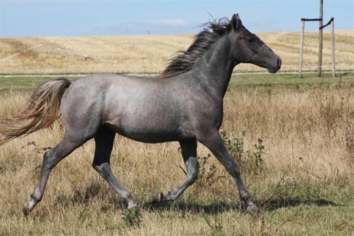  de smukke lipizzaner - Nero billede 30