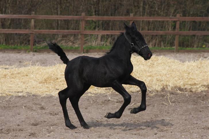  de smukke lipizzaner - Nimbus billede 31