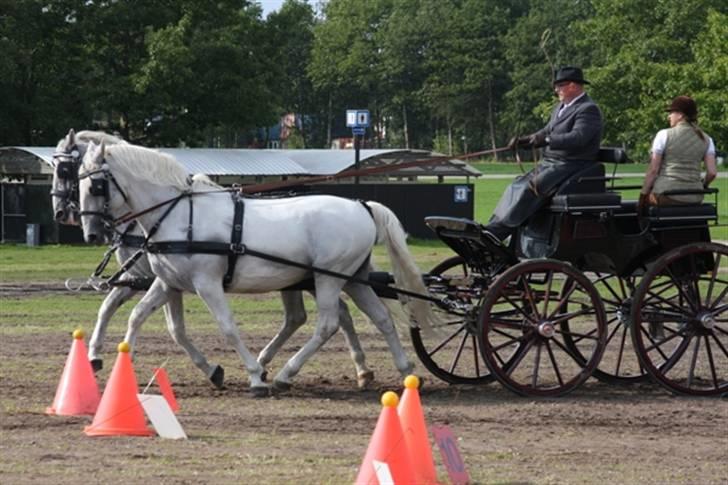  de smukke lipizzaner - Kusk Lars Heste Rudolfo og Tulipa billede 32