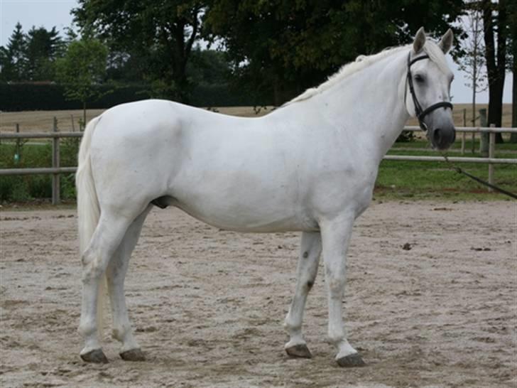  de smukke lipizzaner - Rudolfo billede 33
