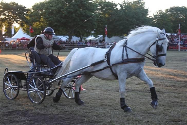  de smukke lipizzaner - Rudolfo billede 34