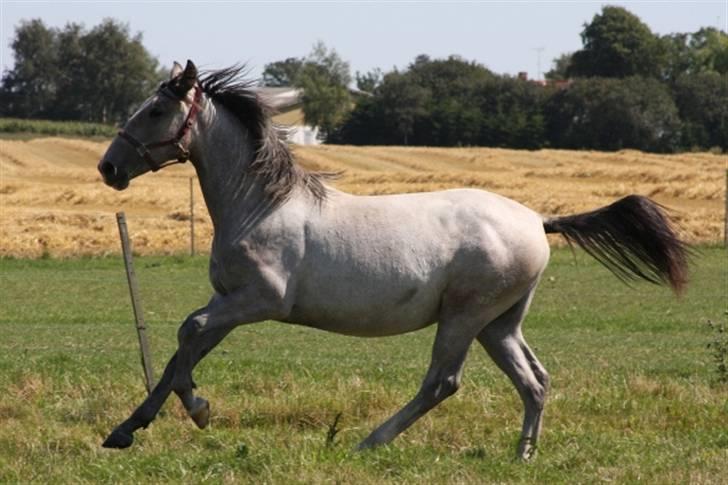  de smukke lipizzaner - Szeleste
 billede 35