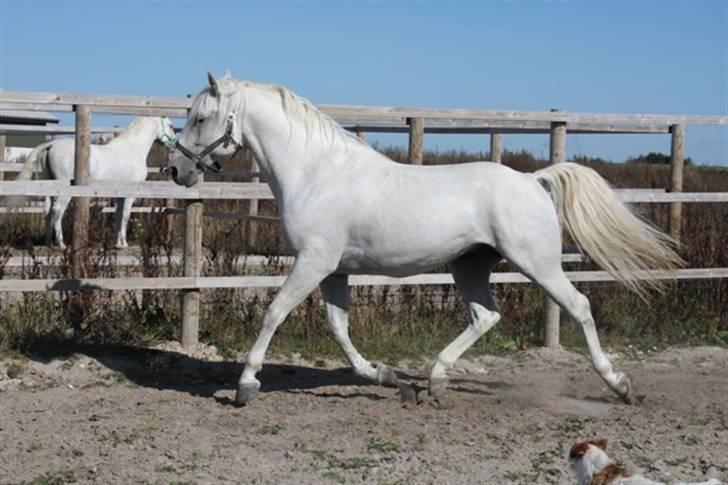  de smukke lipizzaner - Vezer billede 36