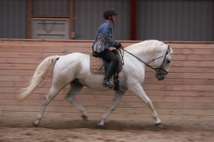  de smukke lipizzaner - Vezer og Karen billede 37