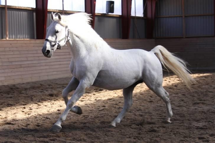  de smukke lipizzaner - Vezer billede 38