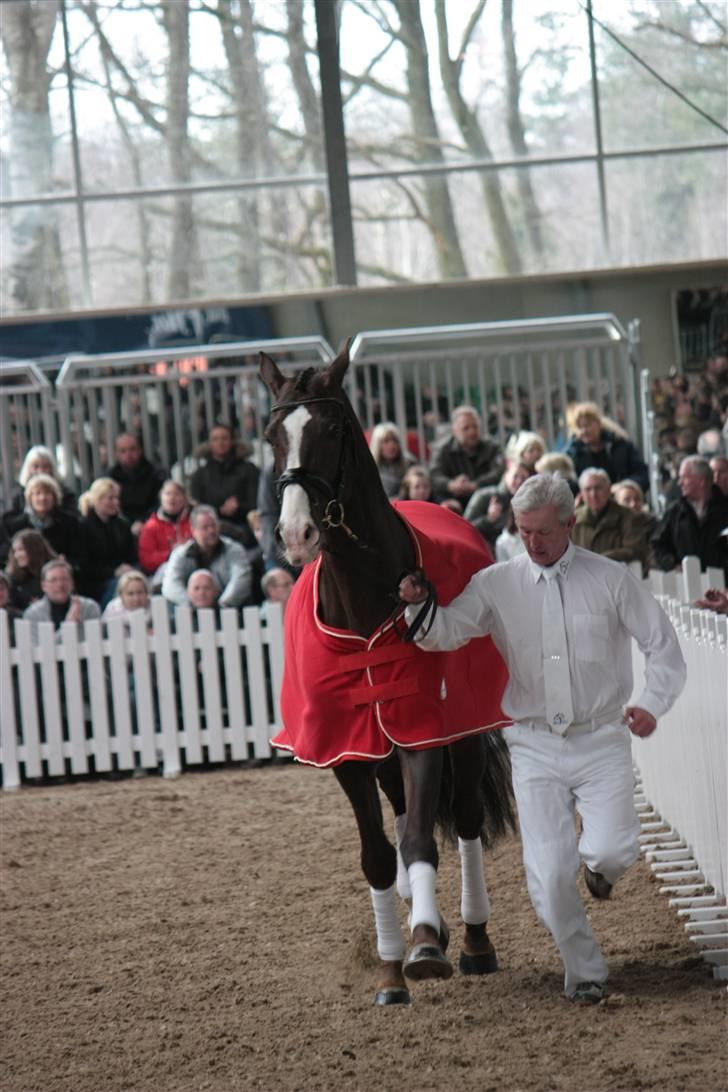 Blue Hors Åbent Hus 2010 - Blue Hors Don Romantic billede 12