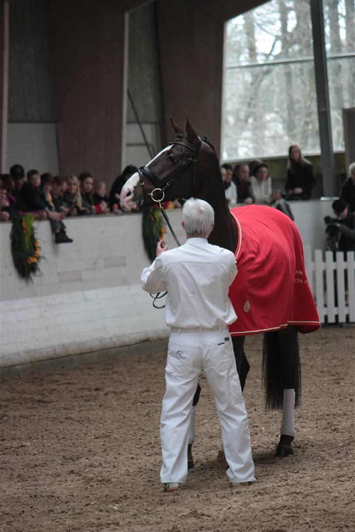 Blue Hors Åbent Hus 2010 - Blue Hors Don Romantic billede 13