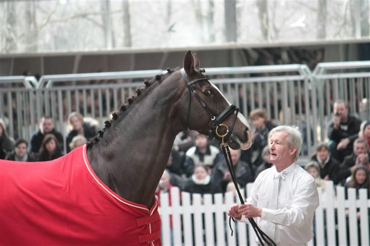 Blue Hors Åbent Hus 2010 - Blue Hors Don Romantic billede 14