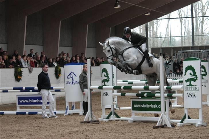 Blue Hors Åbent Hus 2010 - Ci Ci Senjor Ask billede 23