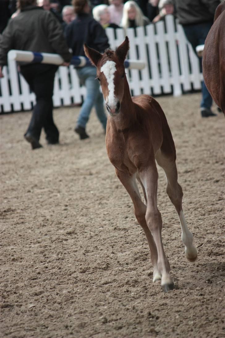Blue Hors Åbent Hus 2010 - Afkom efter Ci Ci Senjor Ask billede 25