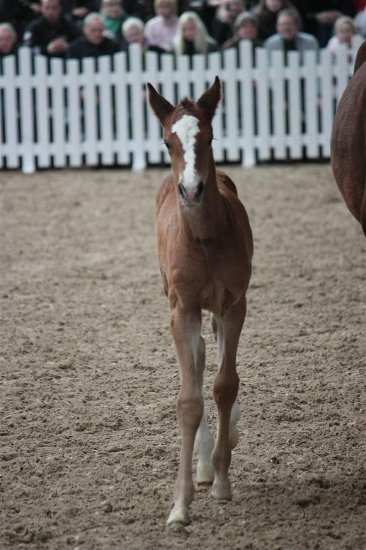 Blue Hors Åbent Hus 2010 - Afkom efter Ci Ci Senjor Ask
 billede 26