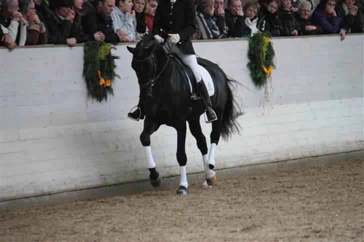 Blue Hors Åbent Hus 2010 - Blue Hors Dexter billede 27