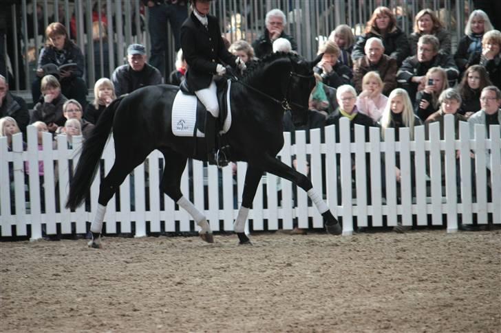 Blue Hors Åbent Hus 2010 - Blue Hors Dexter billede 28