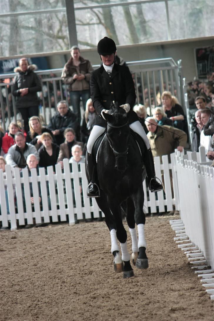 Blue Hors Åbent Hus 2010 - Blue Hors Dexter billede 29