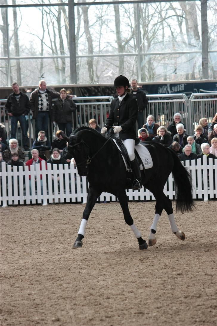 Blue Hors Åbent Hus 2010 - Blue Hors Dexter billede 30