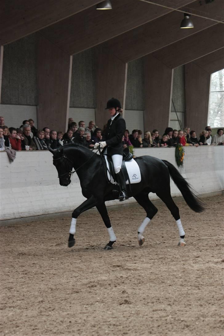 Blue Hors Åbent Hus 2010 - Blue Hors Dexter billede 31