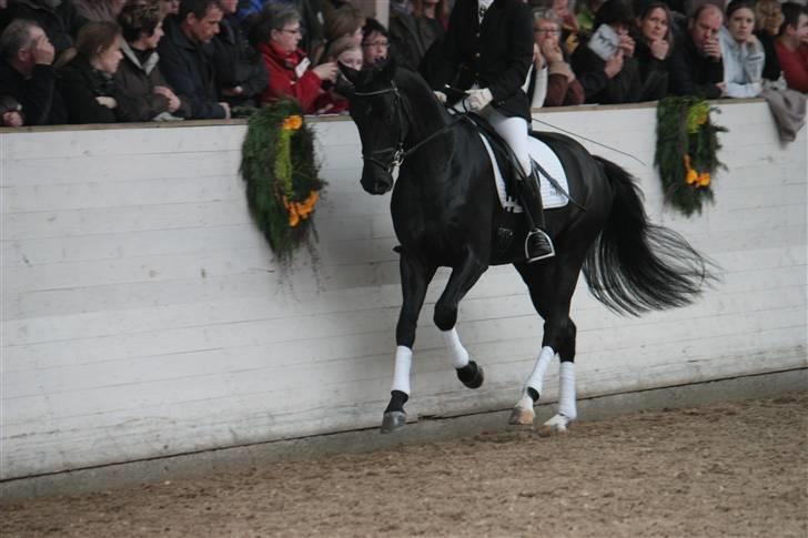 Blue Hors Åbent Hus 2010 - Blue Hors Dexter billede 32