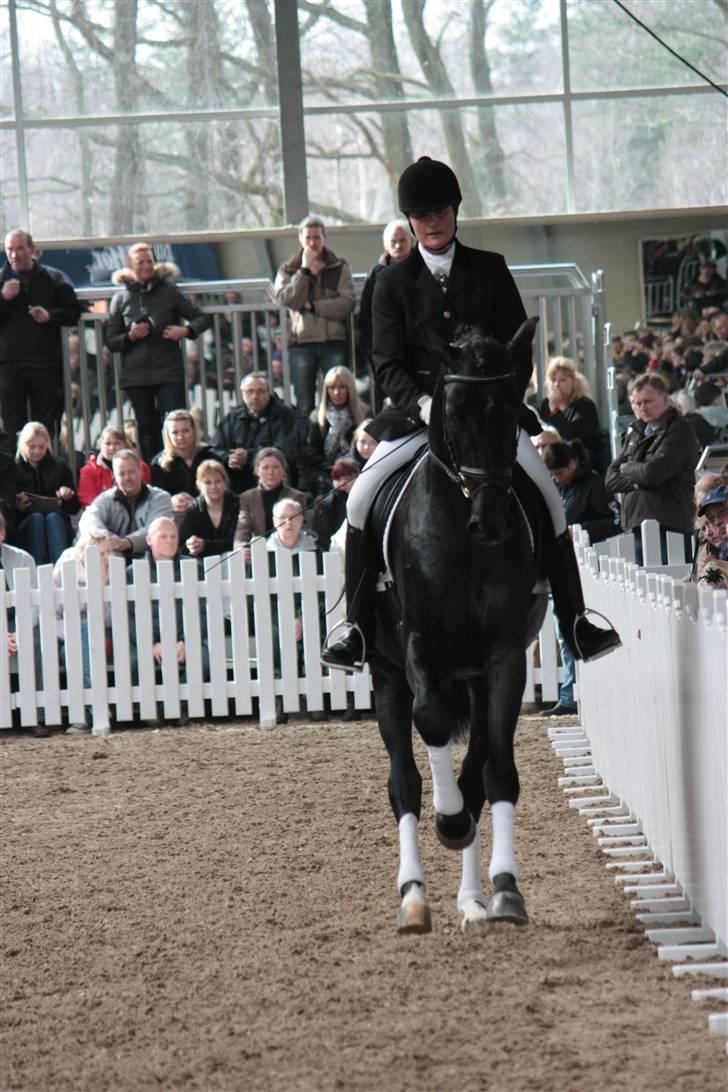 Blue Hors Åbent Hus 2010 - Blue Hors Dexter billede 33