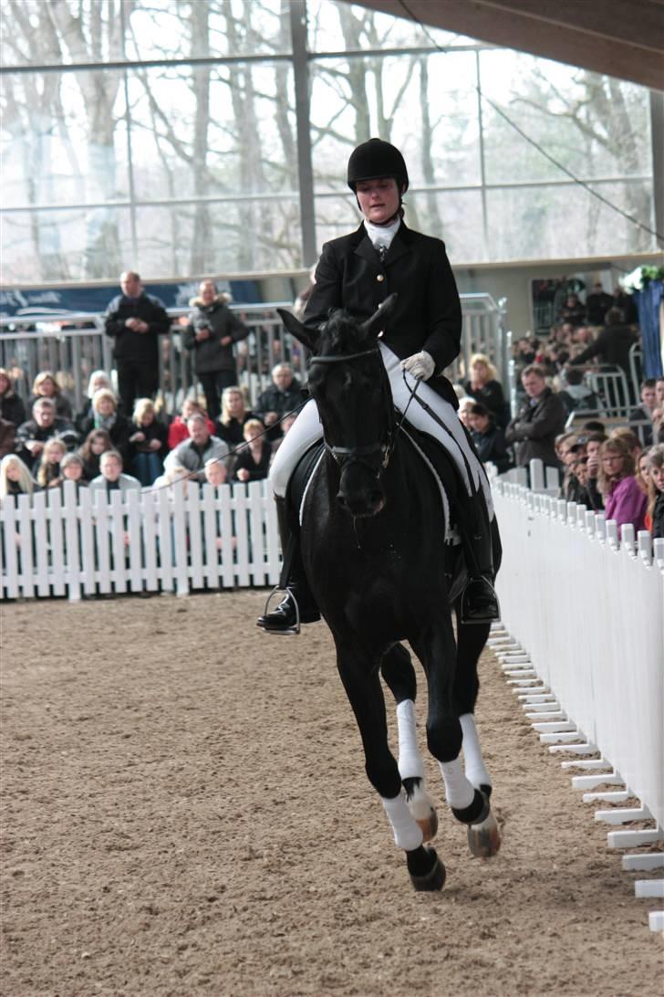 Blue Hors Åbent Hus 2010 - Blue Hors Dexter billede 34