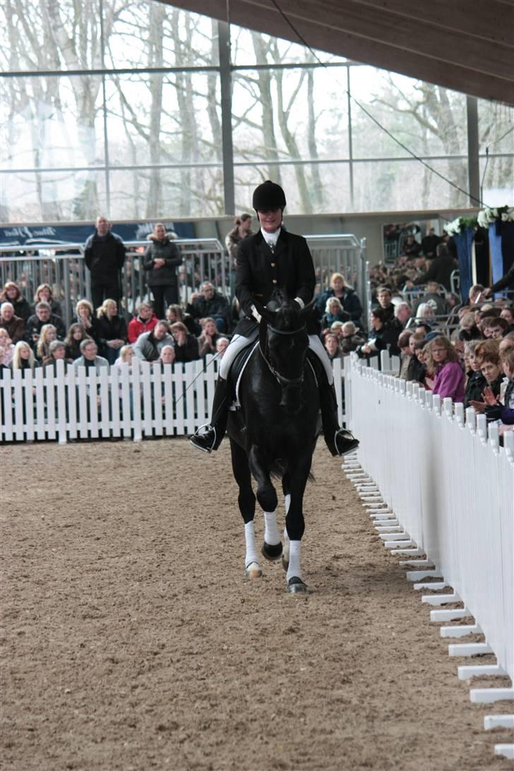 Blue Hors Åbent Hus 2010 - Blue Hors Dexter billede 35