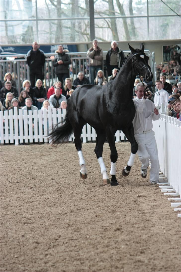 Blue Hors Åbent Hus 2010 - Blue Hors Hot Shot billede 36