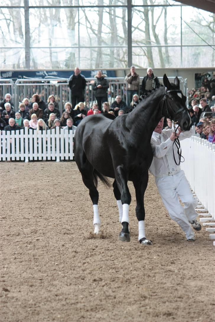 Blue Hors Åbent Hus 2010 - Blue Hors Hot Shot billede 37