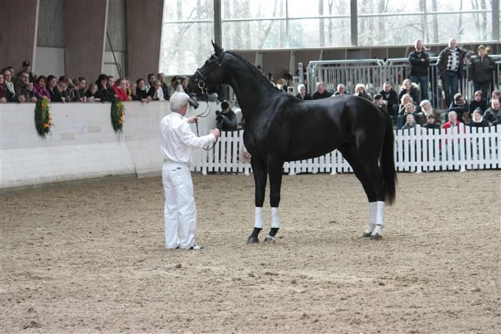 Blue Hors Åbent Hus 2010 - Blue Hors Hot Shot billede 38