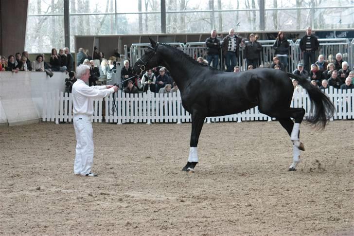 Blue Hors Åbent Hus 2010 - Blue Hors Hot Shot billede 39