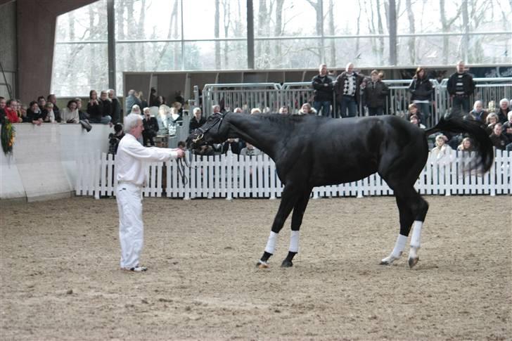 Blue Hors Åbent Hus 2010 - Blue Hors Hot Shot billede 40