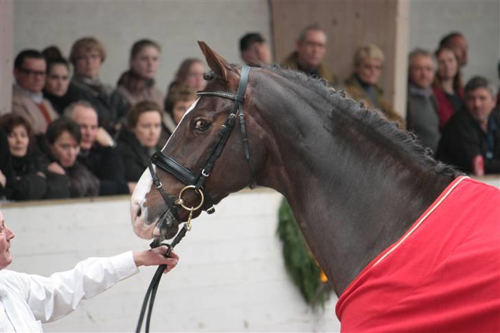 Blue Hors Åbent Hus 2010 - Blue Hors Don Romantic billede 60