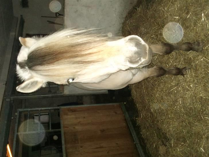 Påske billede:D  billede 2