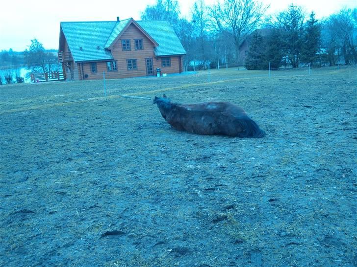 Påske billede:D  billede 4