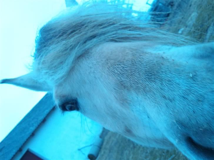 Påske billede:D  billede 6