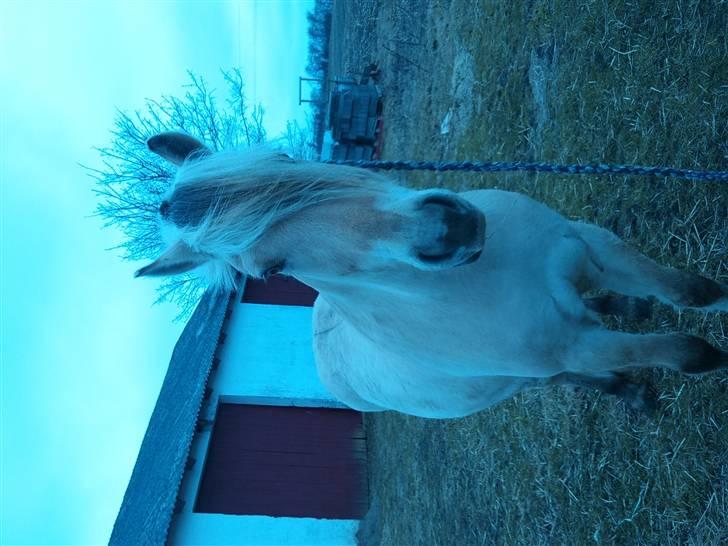 Påske billede:D  billede 7