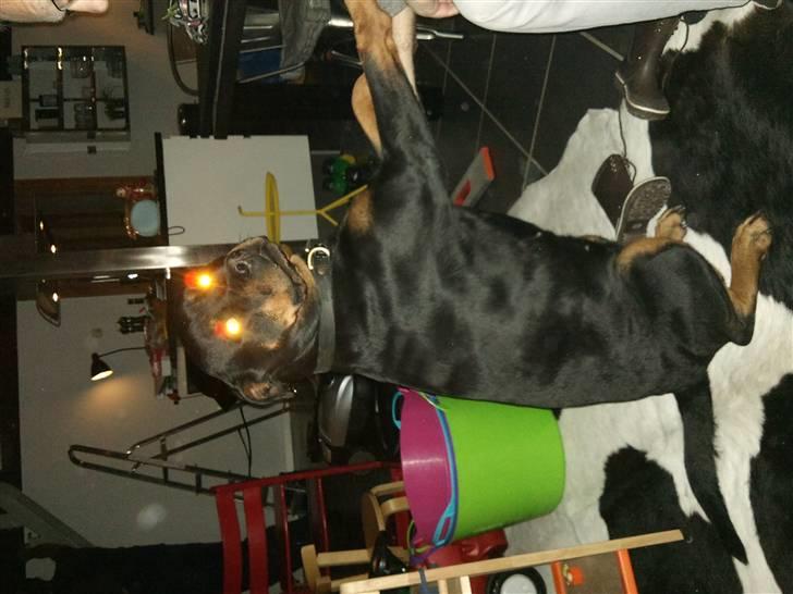 Påske billede:D  - Min nabos hund:D billede 10